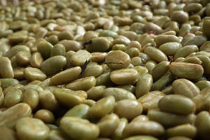 Green Wild Kopi Luwak Beans