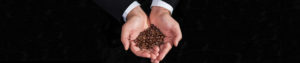 kopi luwak beans